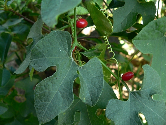 {Cayaponia quinqueloba}
